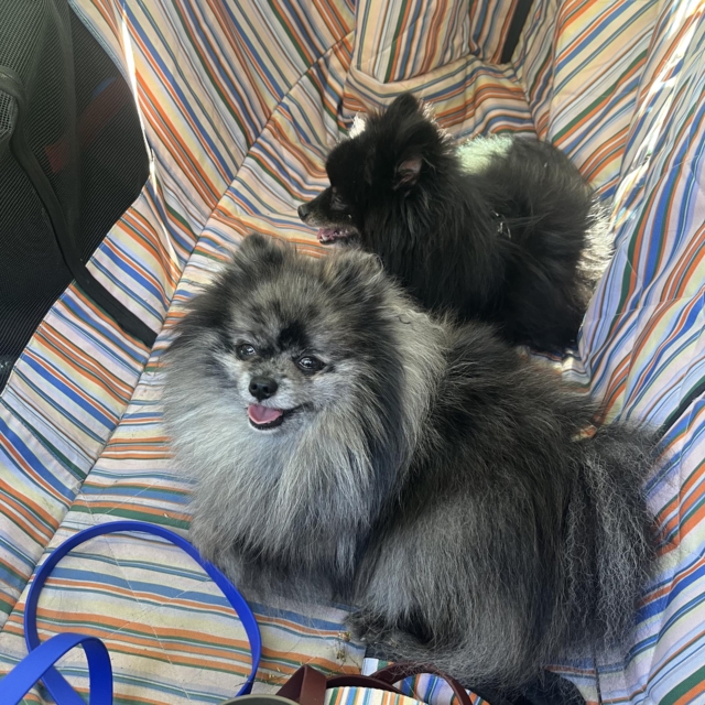 pattes en mouv pet sitter à guéthary côte basque 010