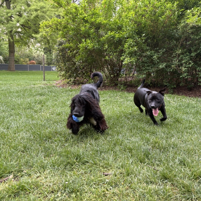 pattes en mouv pet sitter à guéthary côte basque 011