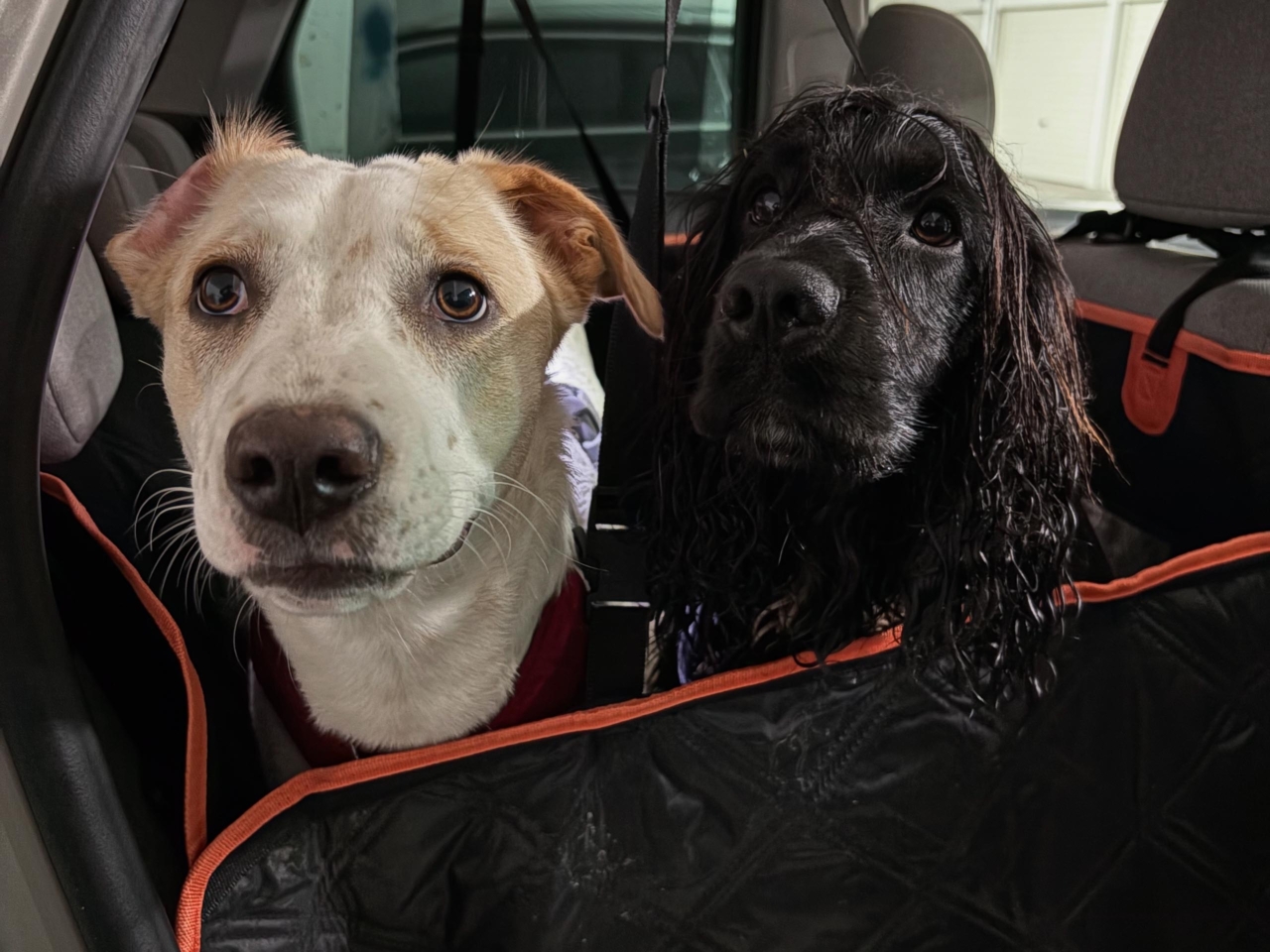 pattes en mouv pet sitter à guéthary côte basque 013