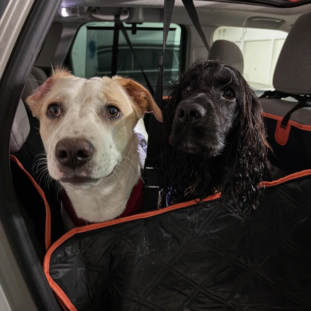 pattes en mouv pet sitter à guéthary côte basque 013