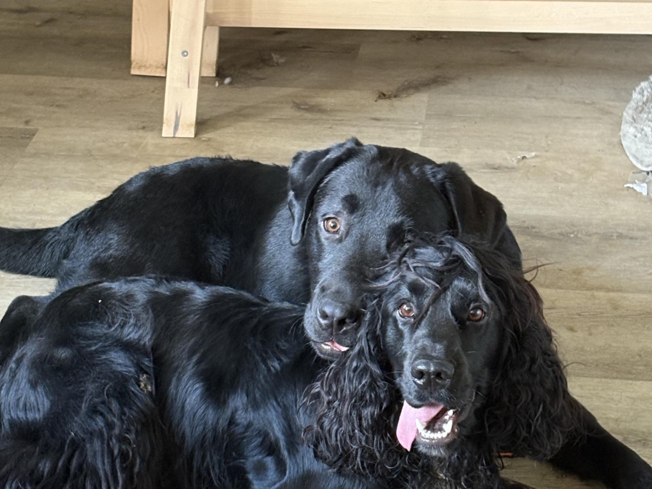 pattes en mouv pet sitter à guéthary côte basque 019