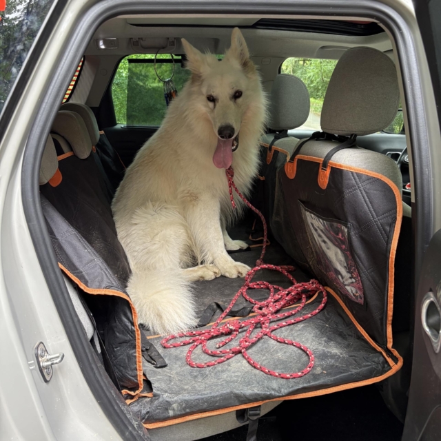 pattes en mouv pet sitter à guéthary côte basque 022