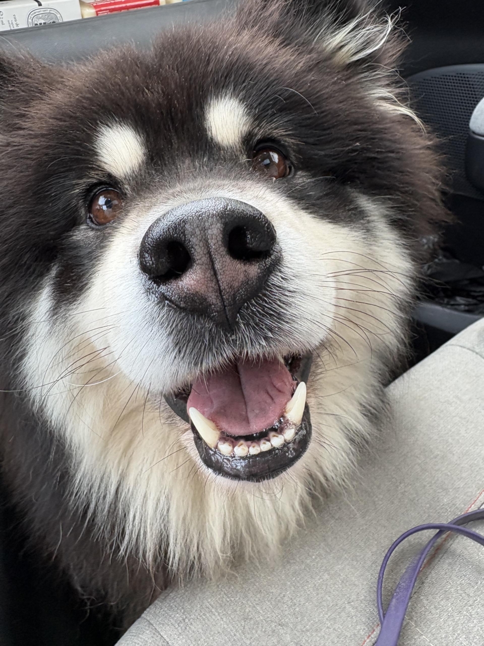 pattes en mouv pet sitter à guéthary côte basque 029