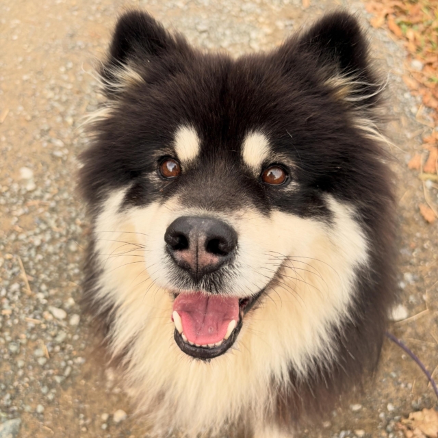 pattes en mouv pet sitter à guéthary côte basque 030