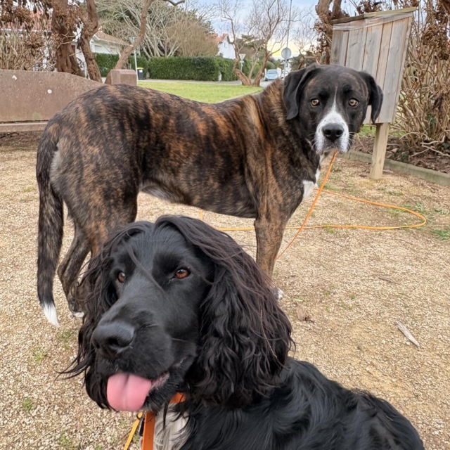 pattes en mouv pet sitter à guéthary côte basque 044