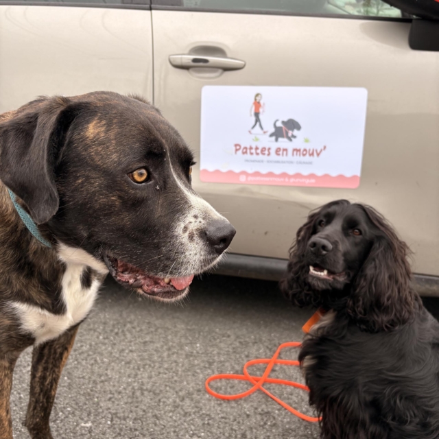 pattes en mouv pet sitter à guéthary côte basque 048