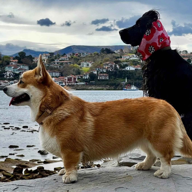 pattes en mouv pet sitter à guéthary côte basque 06 2