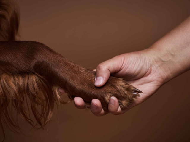 pattes en mouv pet sitter à guéthary & côte basque 1