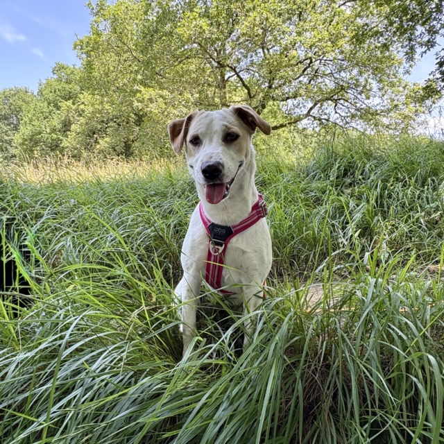 pattes en mouv pet sitter à guéthary & côte basque 1