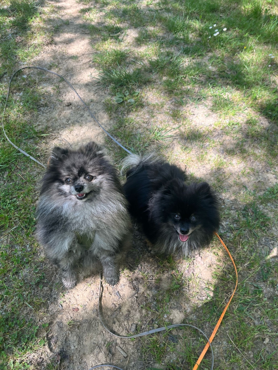 pattes en mouv pet sitter à guéthary & côte basque 1